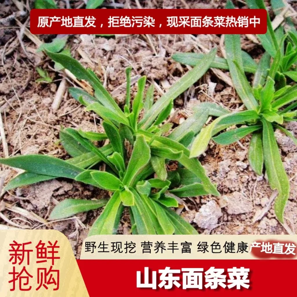 面条菜先挖现发新鲜羊蹄颗农家自种时令蔬菜山东特产柳叶菜包邮