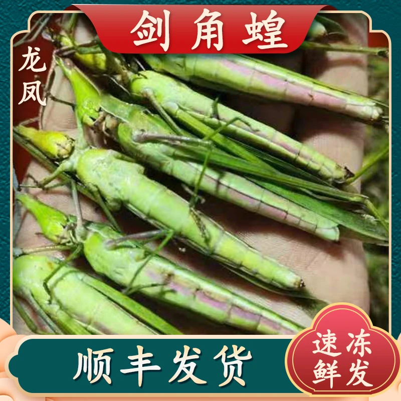 山东剑角蝗速冻扁担沟旦旦沟大长双母夹美食干净顺丰