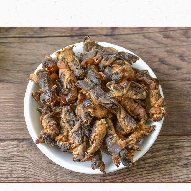 新鲜速冻土蝼蛄食用剌剌蛄 拉拉蛄土狗好吃