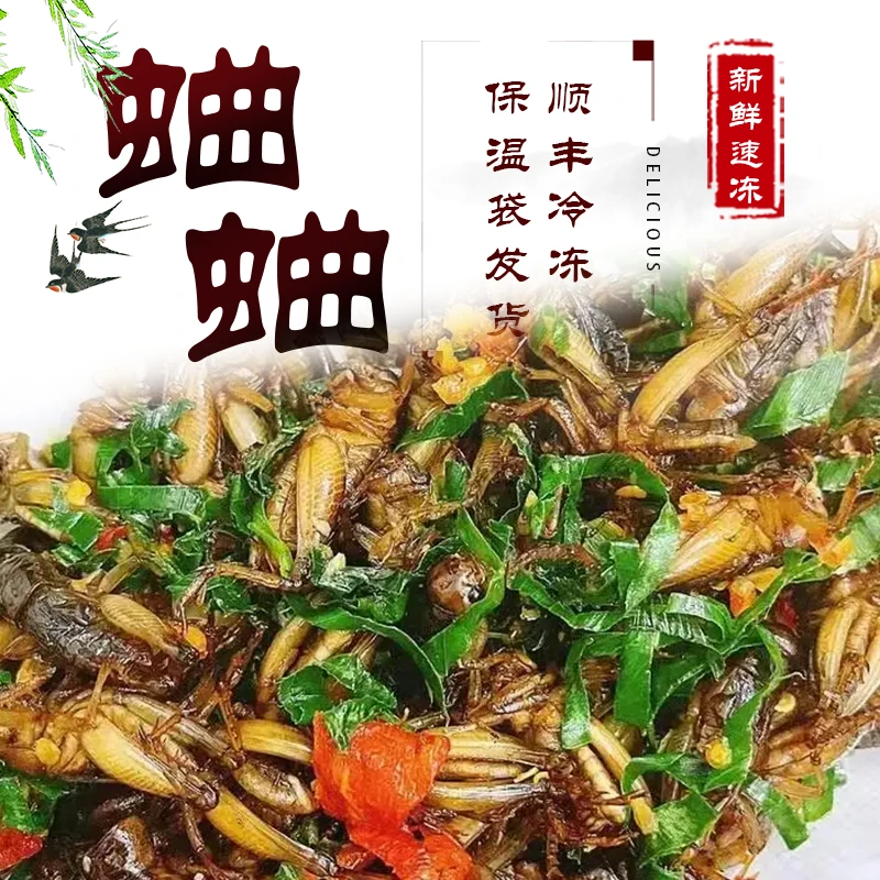 新鲜速冻公母混合蛐蛐蟋蟀油葫芦土哲子山东特产顺丰快递