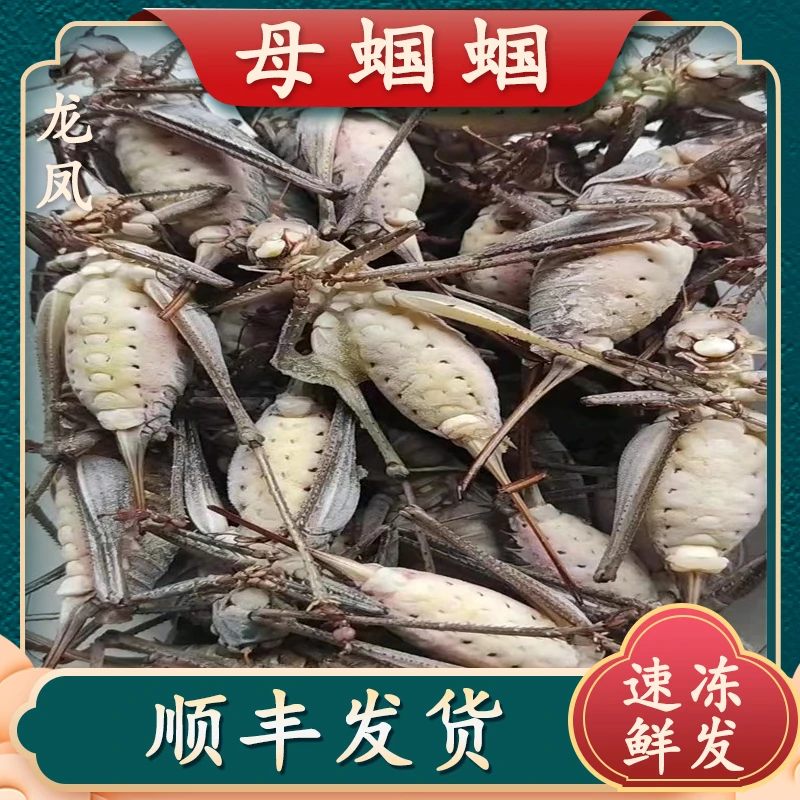 山东美食 蝈蝈速冻母 蝈蝈大肚养殖速冻母蝈蝈干净食用油炸