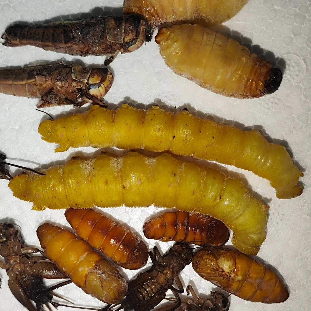 纯母蝗虫豆虫竹笋虫蛐蛐金丝蛹速冻发货