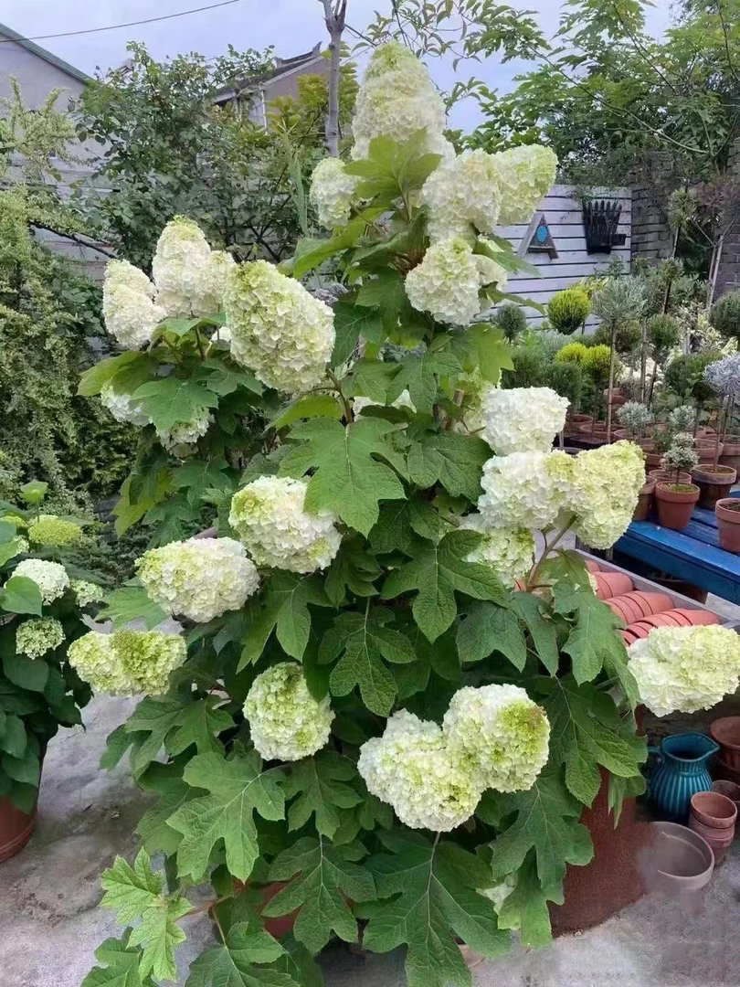 毛线的花园【栎叶绣球】和声绣球庭院露台耐寒花卉盆栽大花灌木