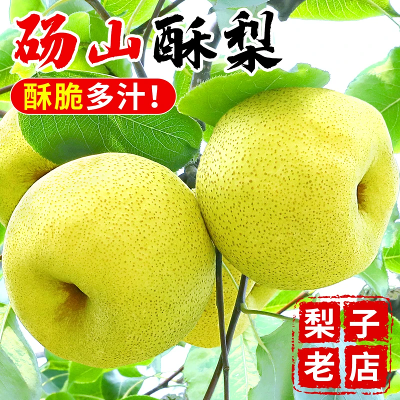【到手9斤】 正宗砀山酥梨当季新鲜水果应季薄皮梨子批发  包邮整箱