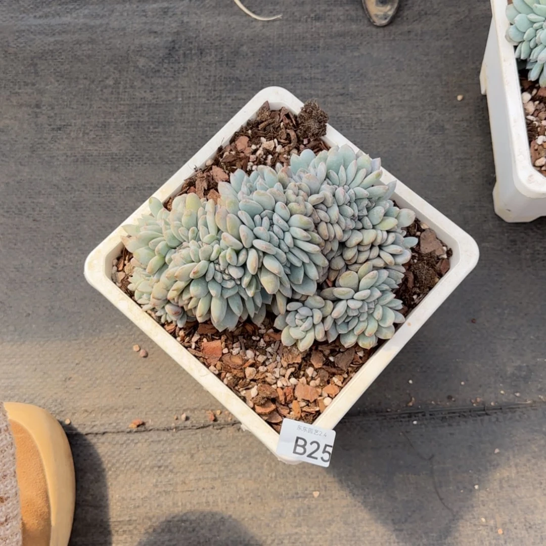 【闪购商品】b 25星影
