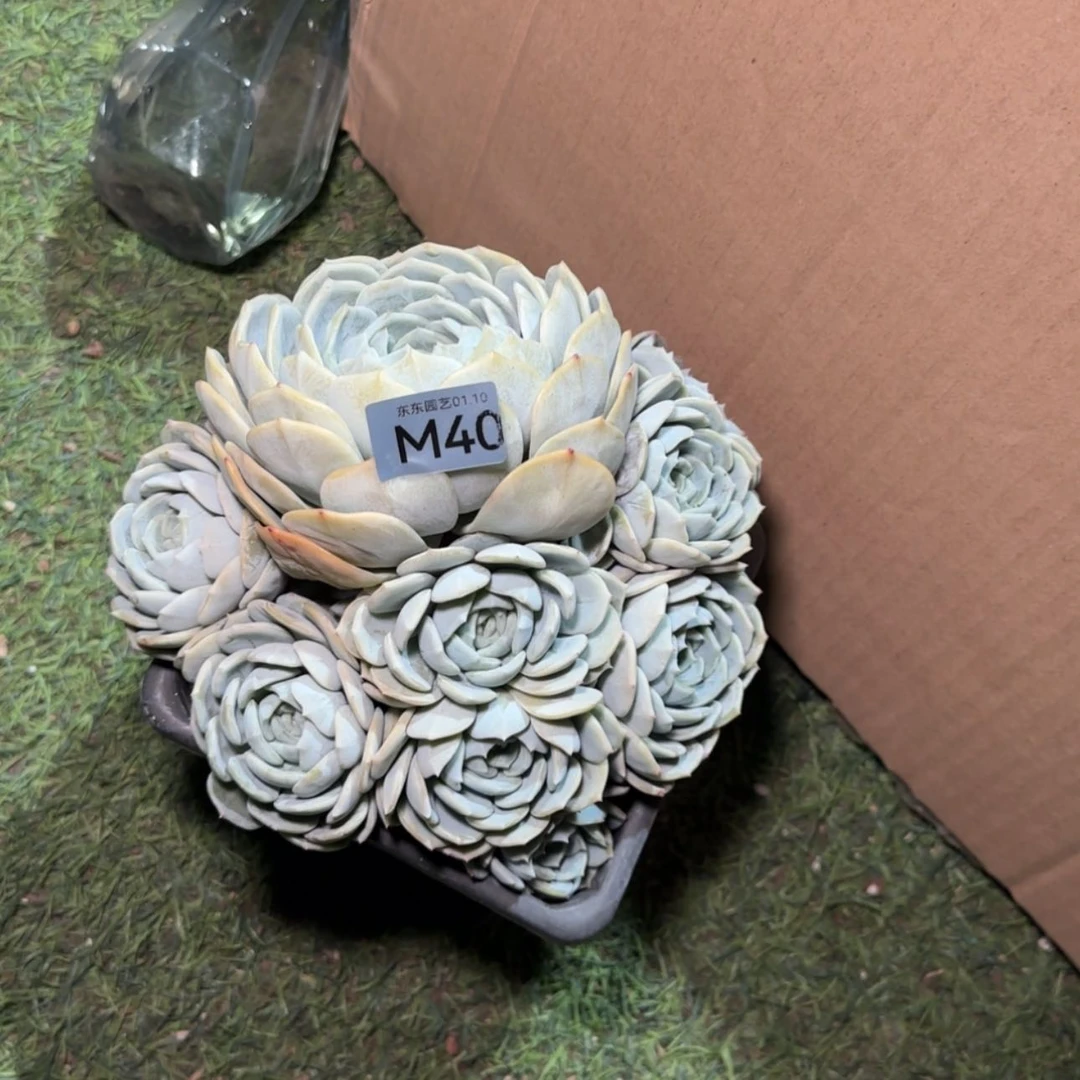 【闪购商品】巨***妈m 40