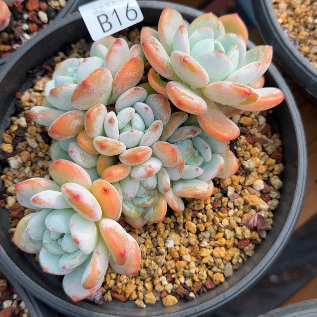 【闪购商品】B16
