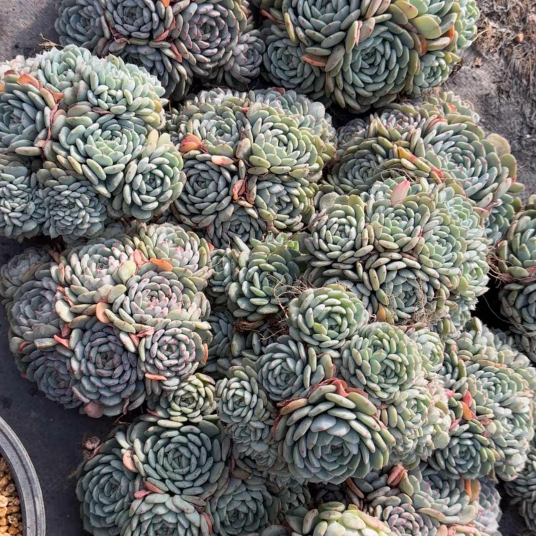 【闪购商品】白胖子36