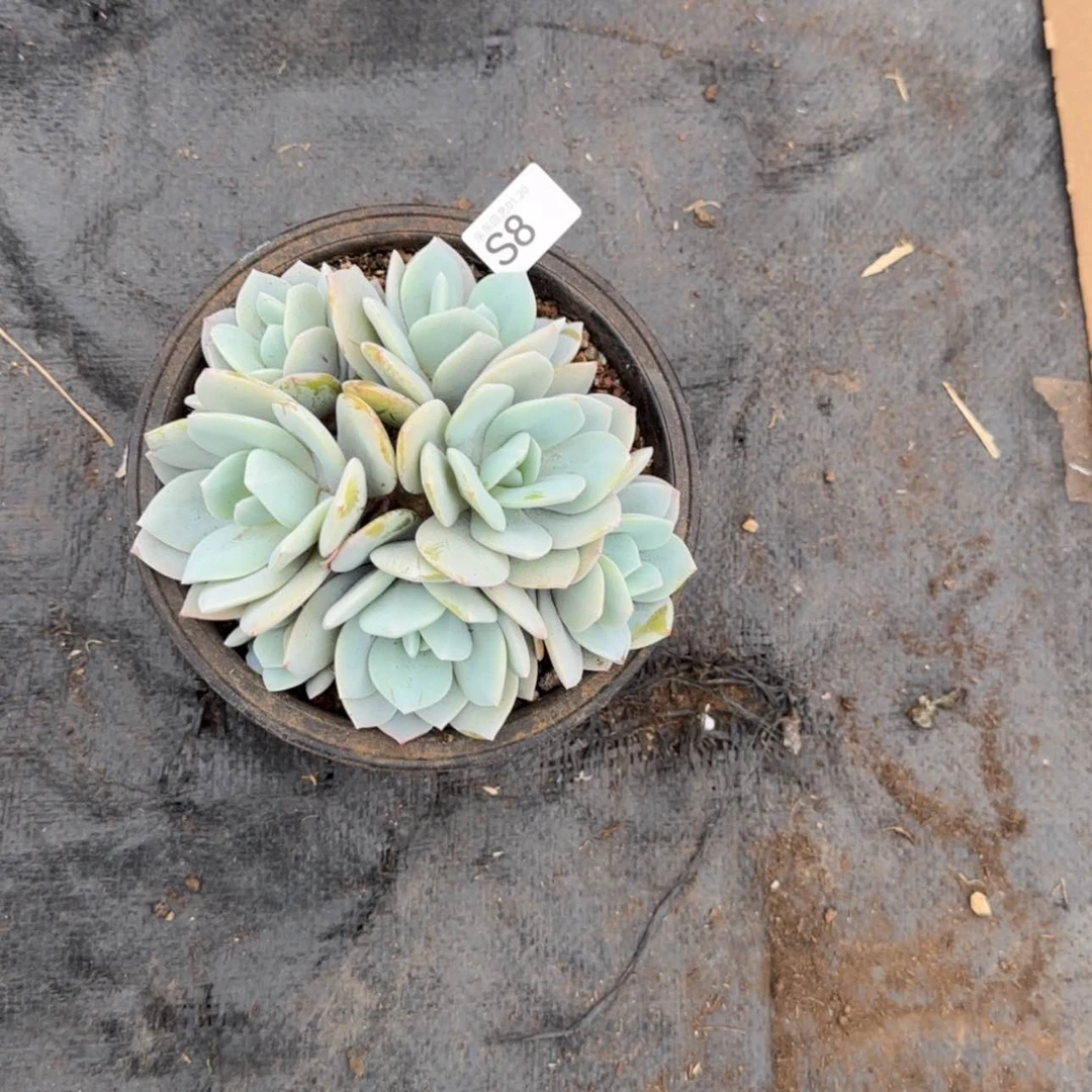 【闪购商品】s 8奶茶