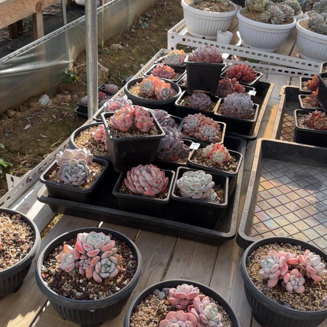 【闪购商品】筐拍量拍