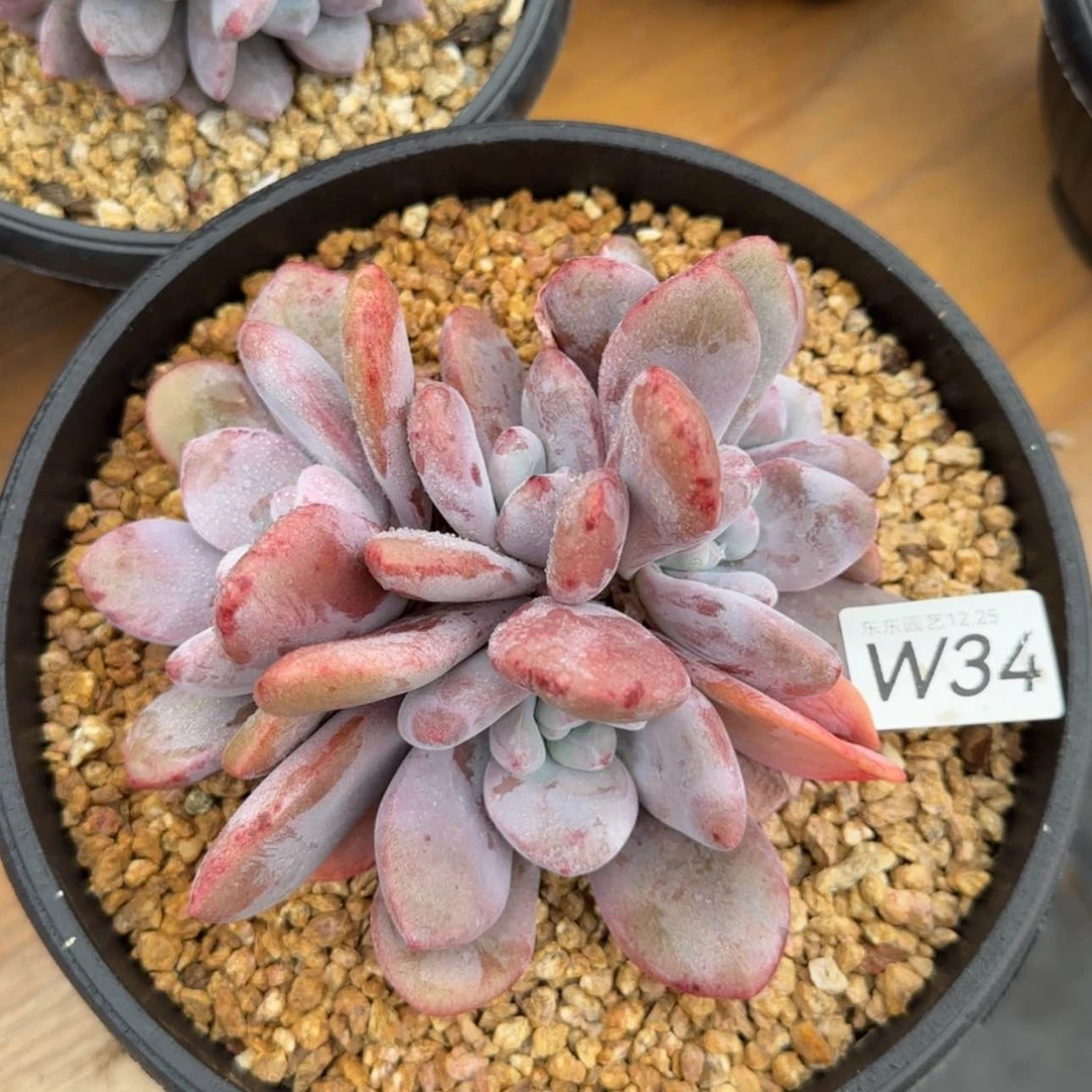 【闪购商品】喜****蟹W34