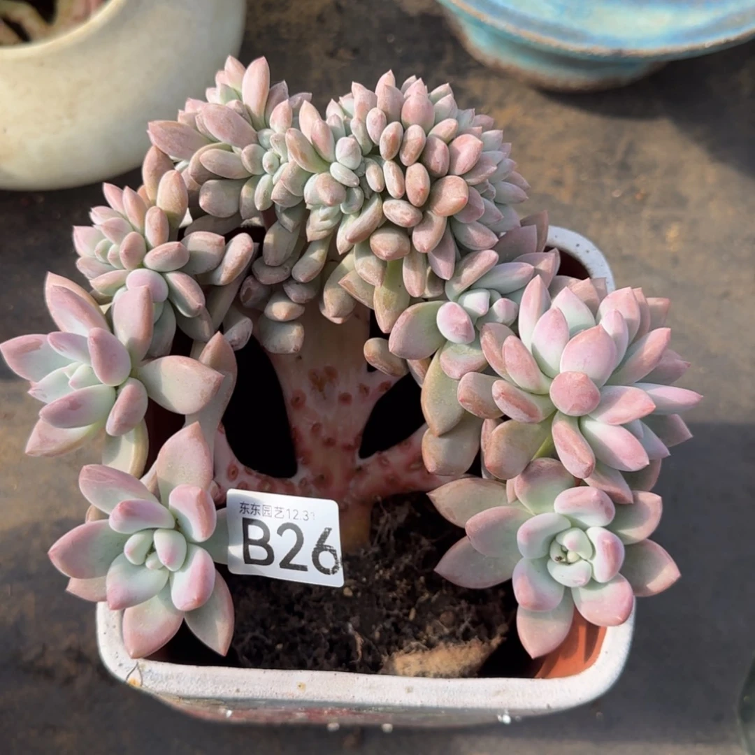 【闪购商品】无*仔B26