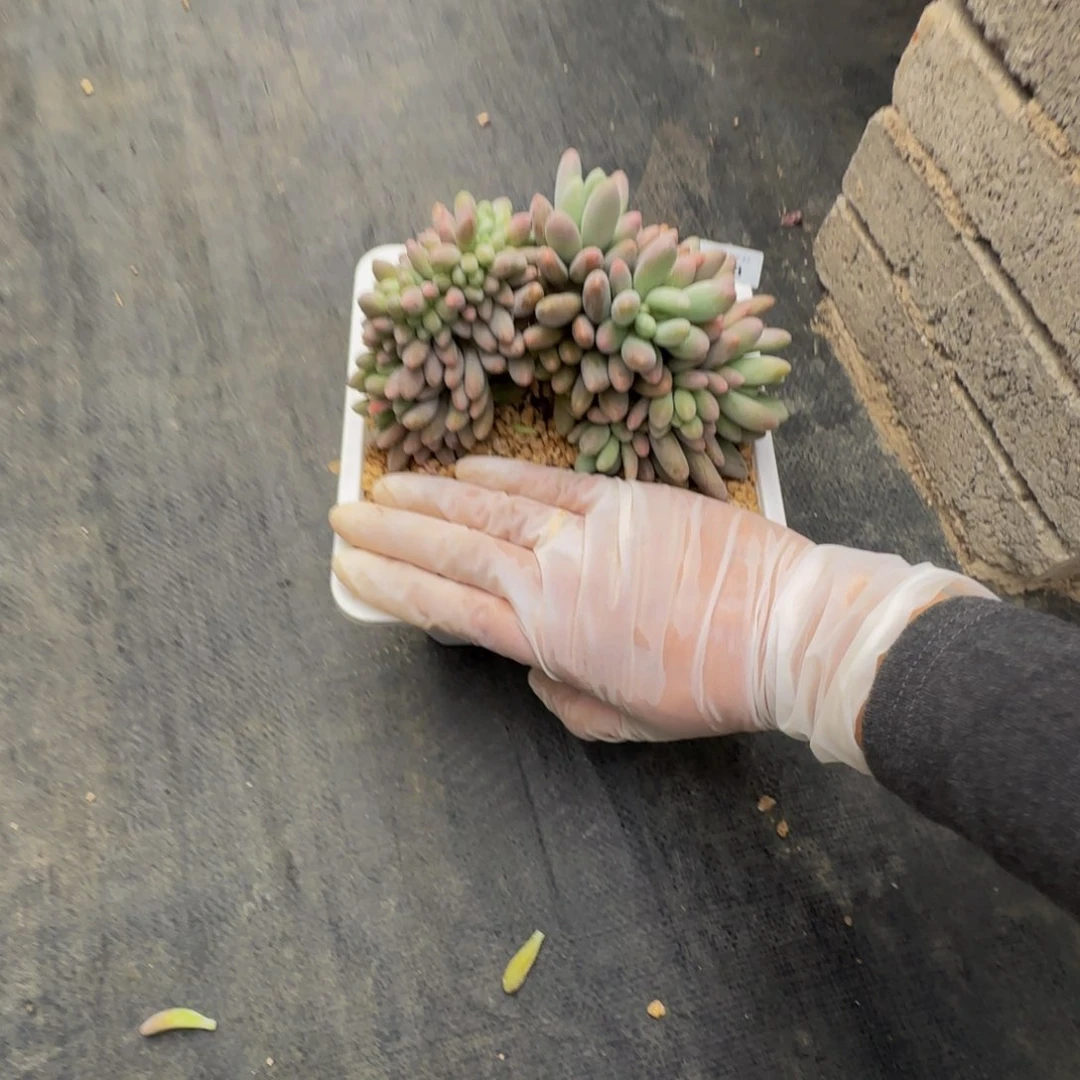 *️****h h h h h h h h h 48