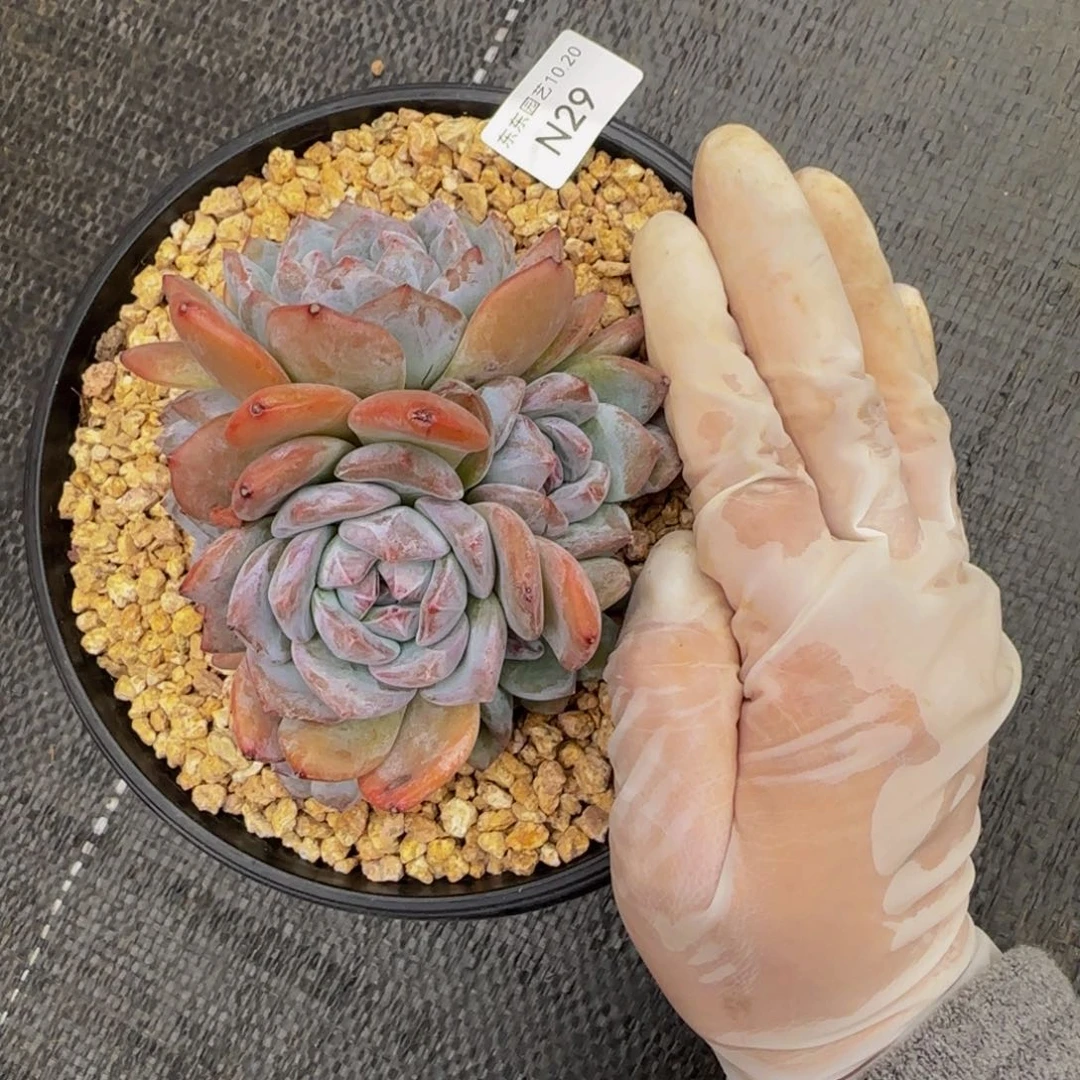 用****6n n n n n n n n 29