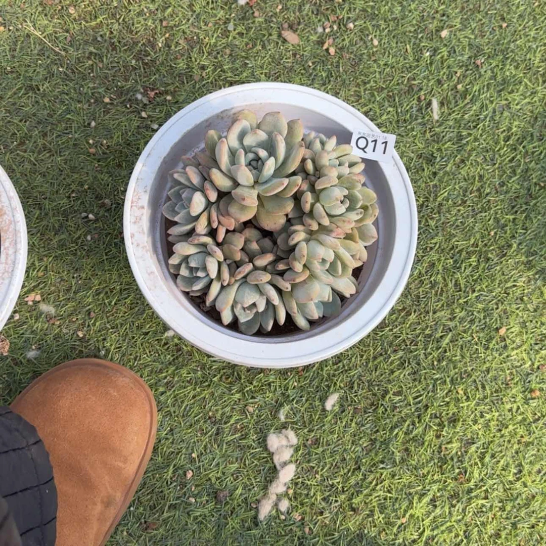 【闪购商品】?****丹q 11