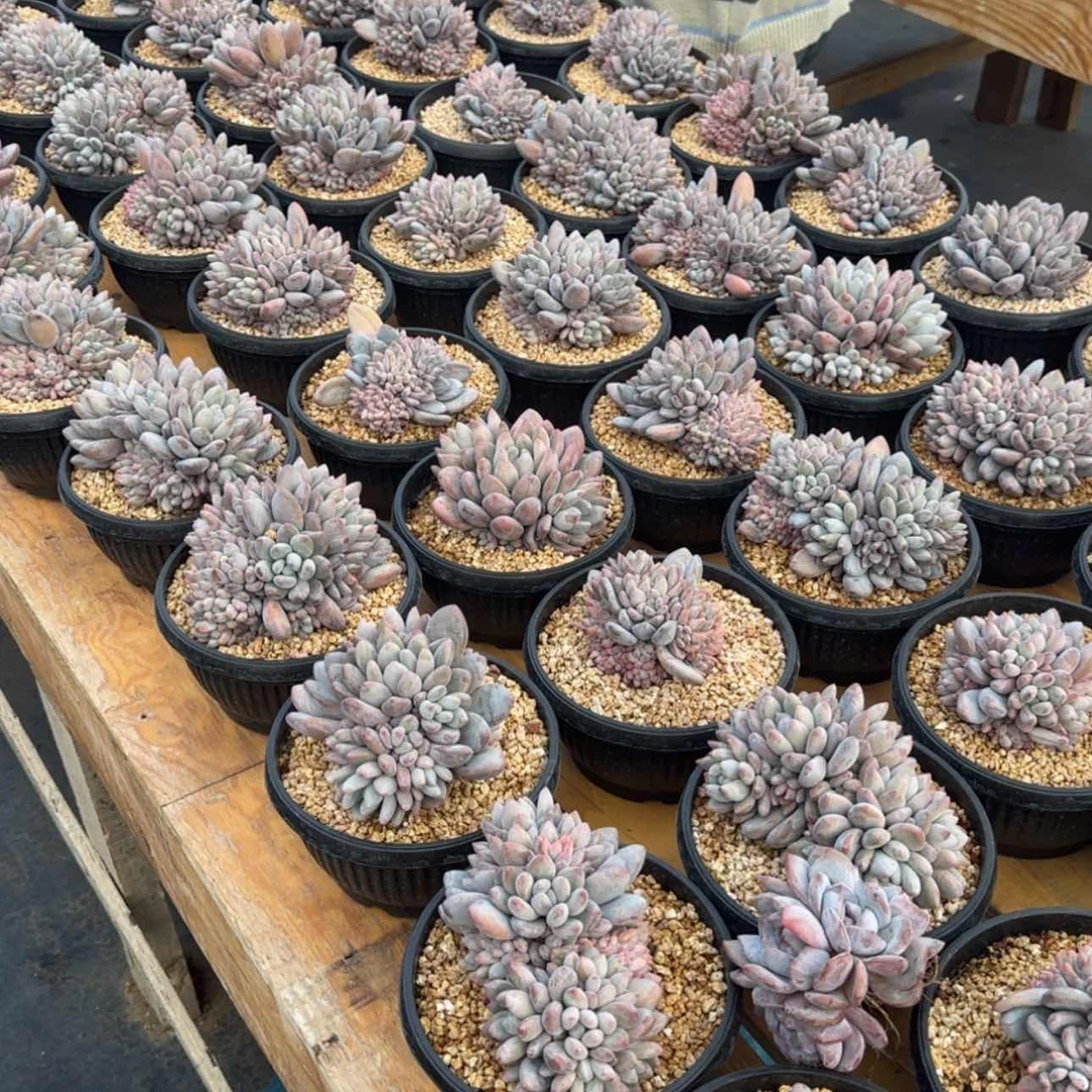 【闪购商品】香水巨多头
