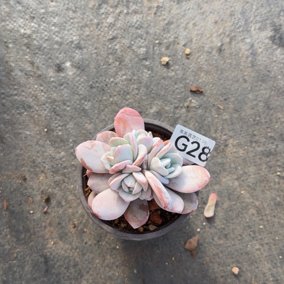 【闪购商品】?*g 28