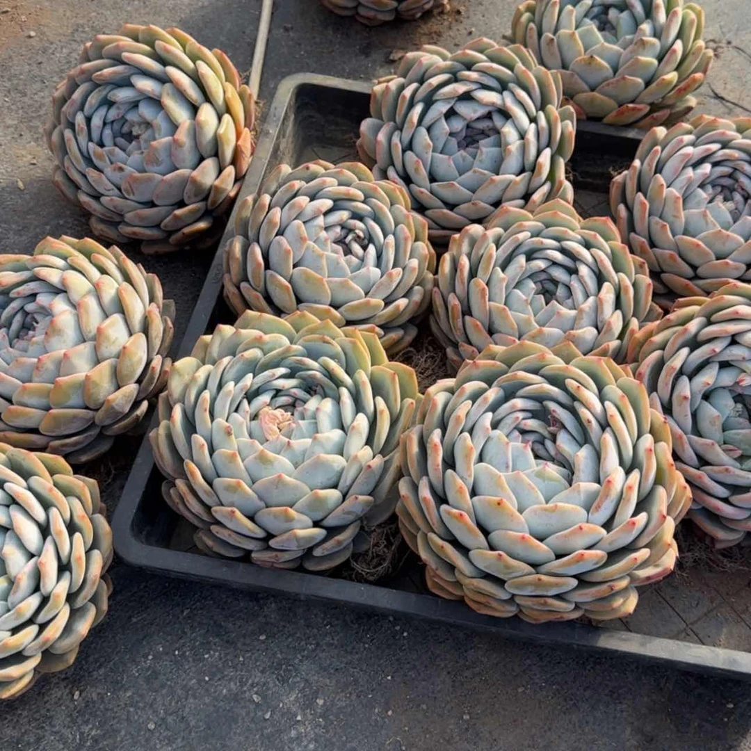 【闪购商品】巨大橙子