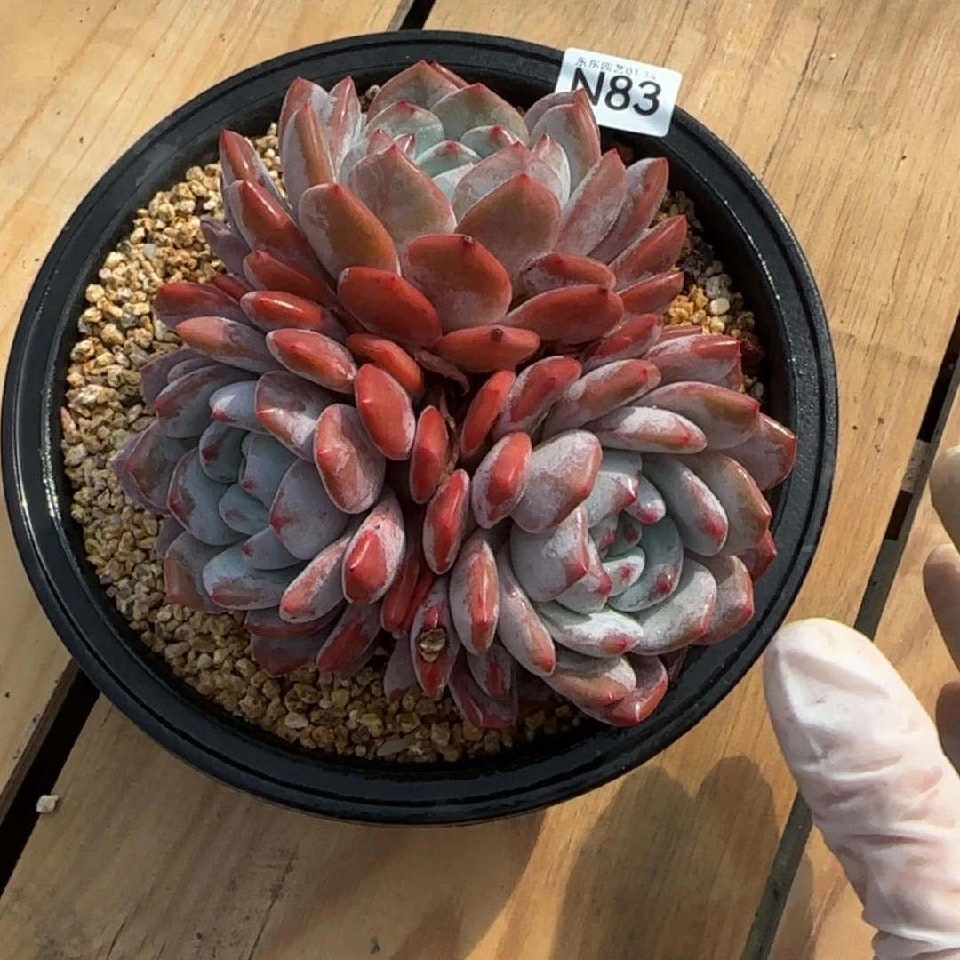 【闪购商品】n 83橙子