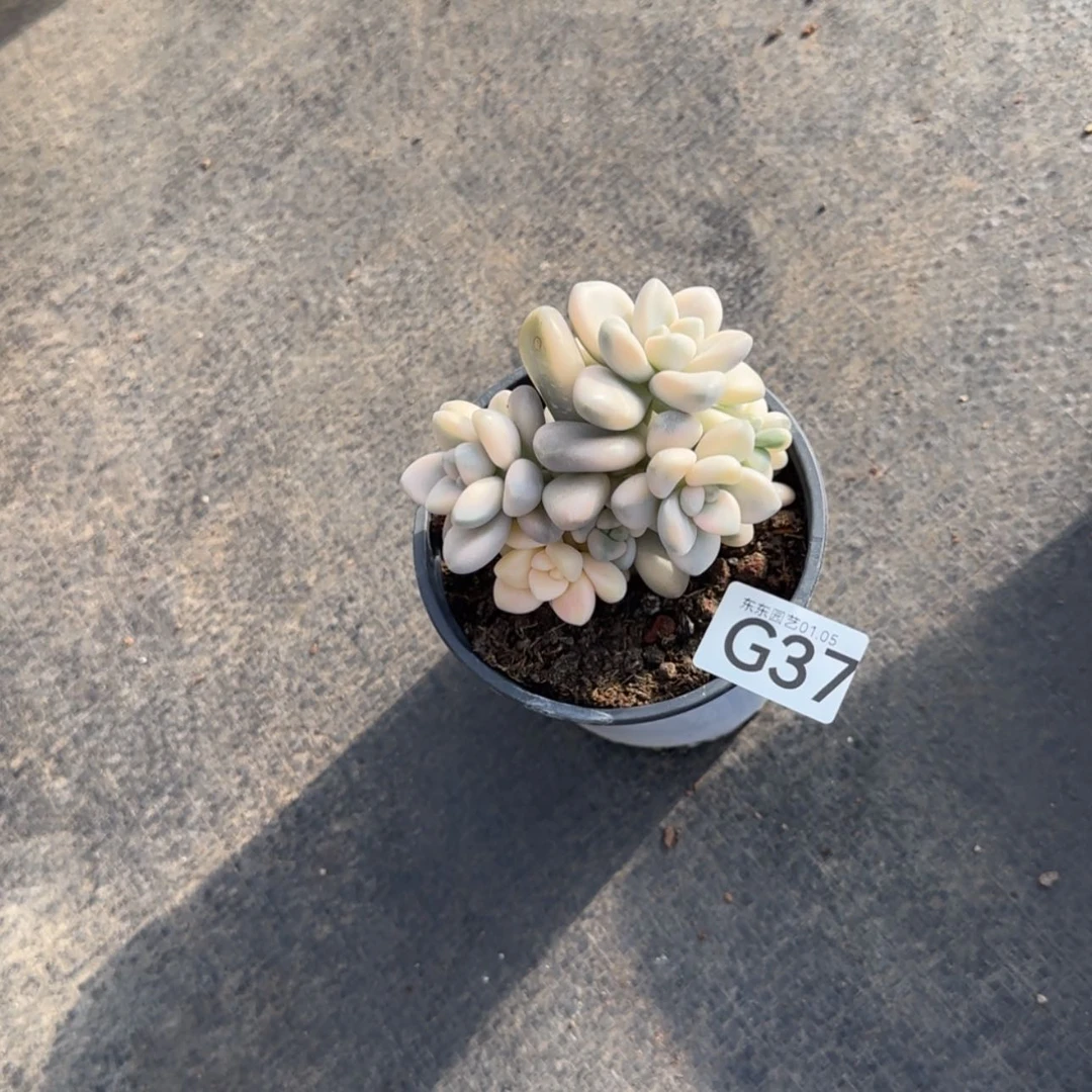 【闪购商品】凉**·g 37