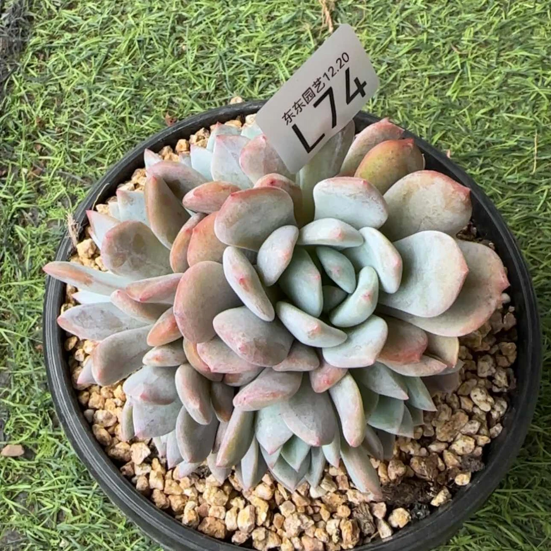 【闪购商品】l74星影