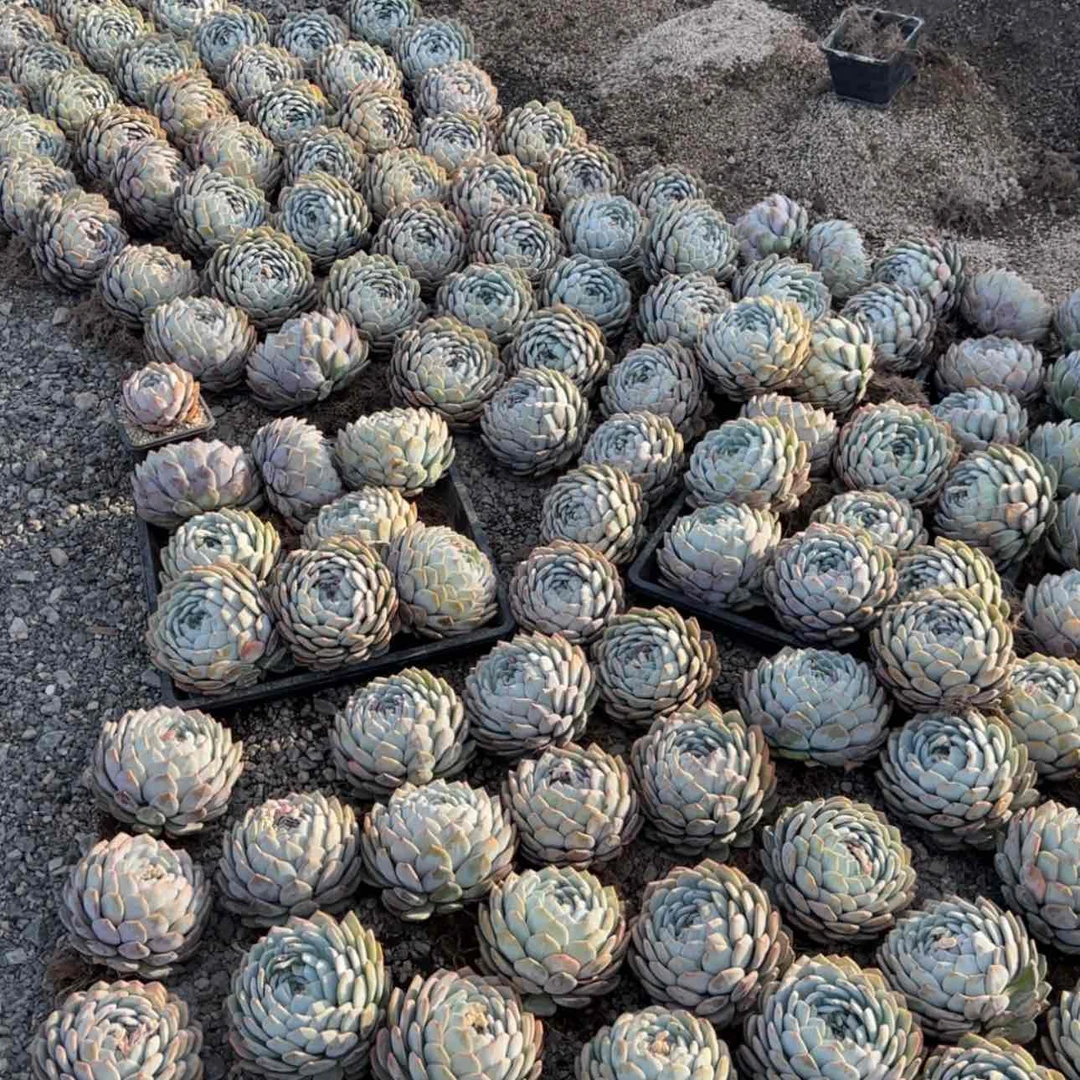 【闪购商品】巨大橙子