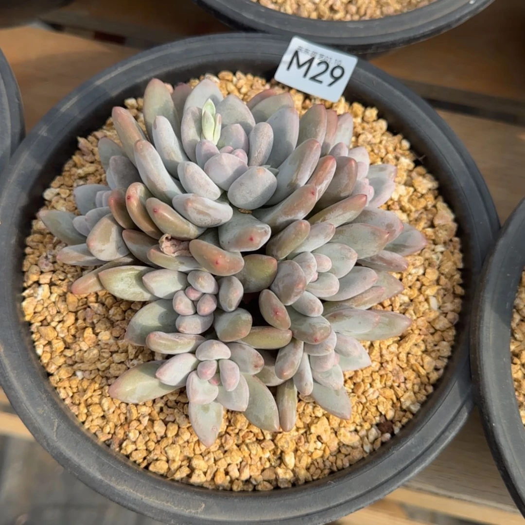 【闪购商品】m 29香水