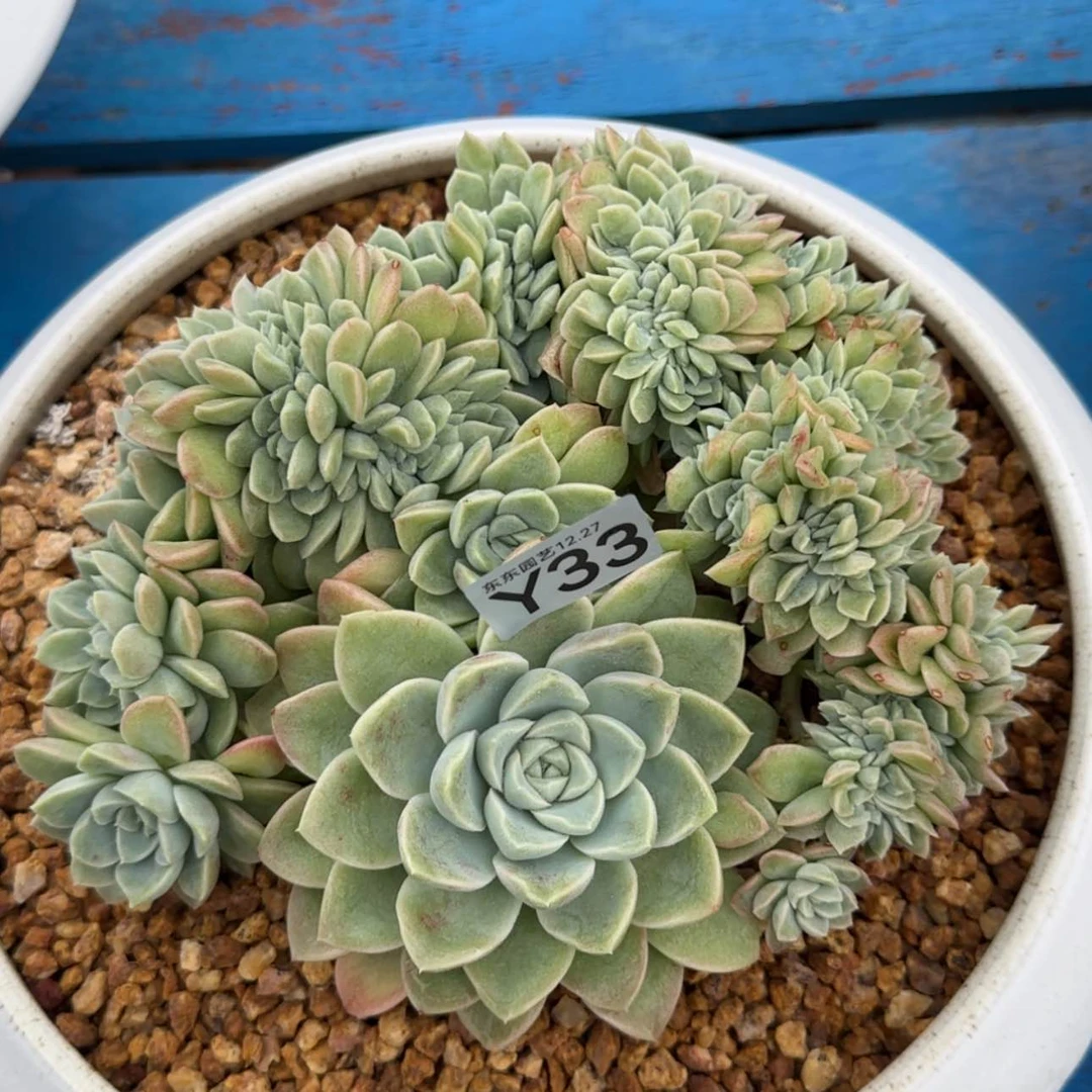 【闪购商品】梅*Y33
