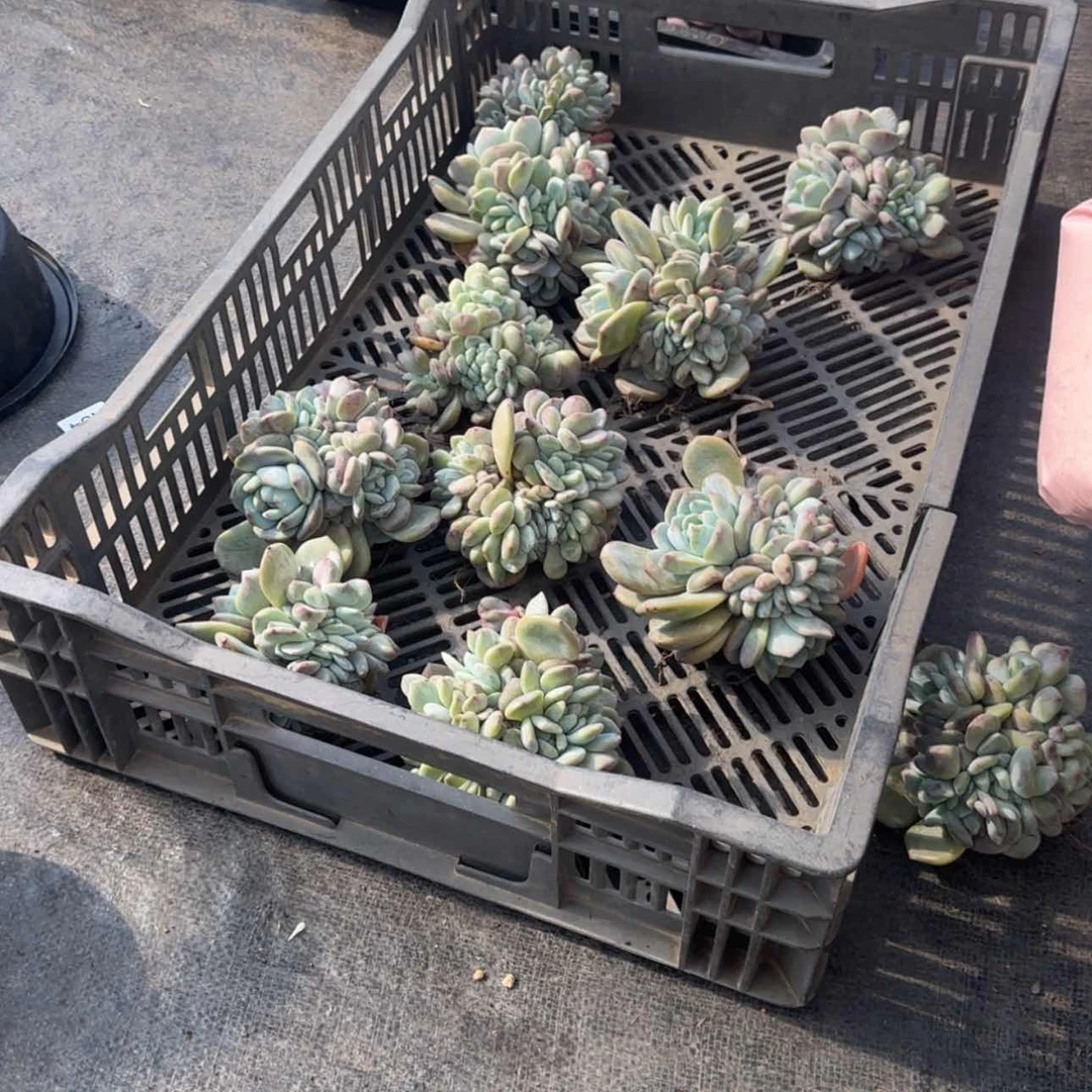 【闪购商品】&***雨星影巨多头