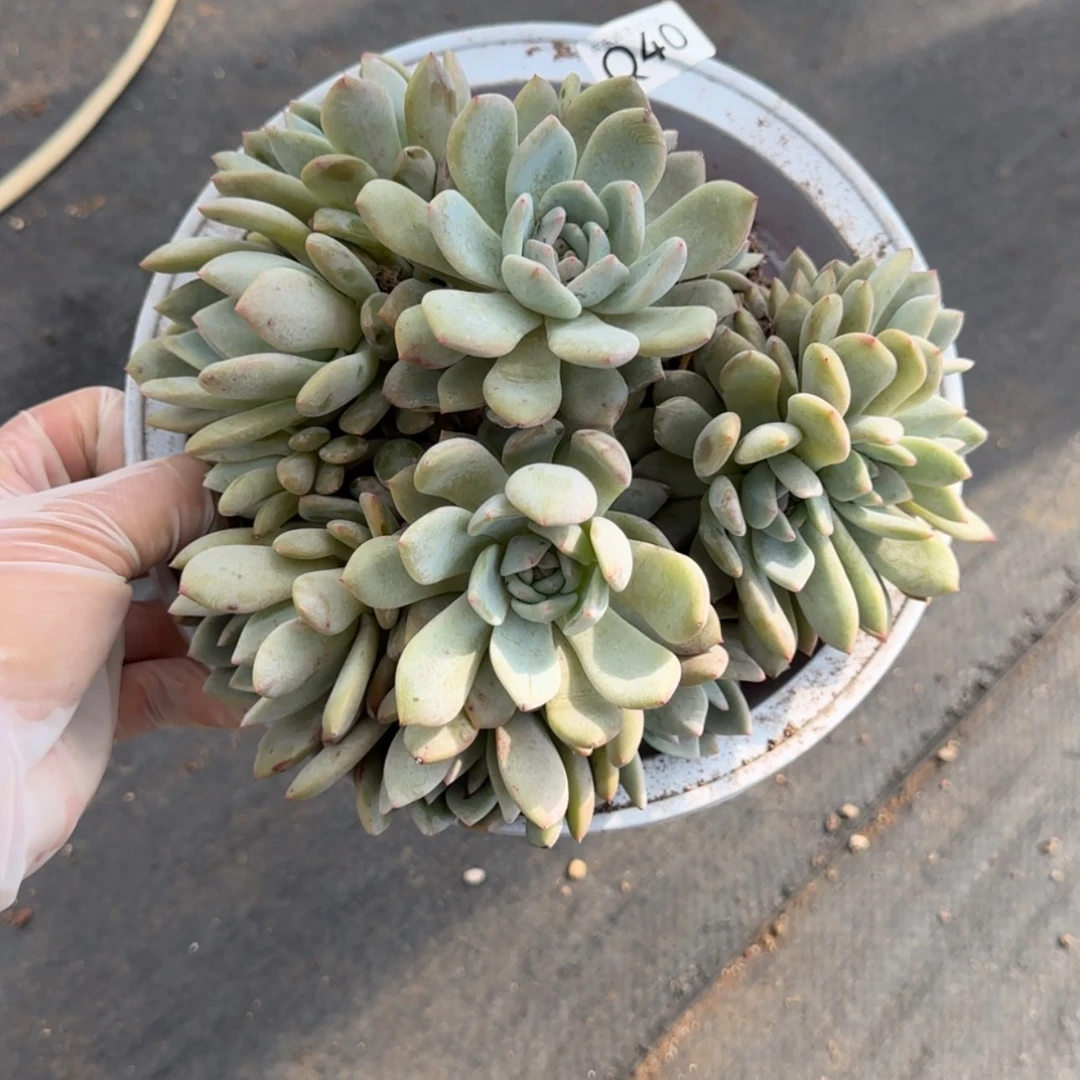 【闪购商品】喜****蟹q 40