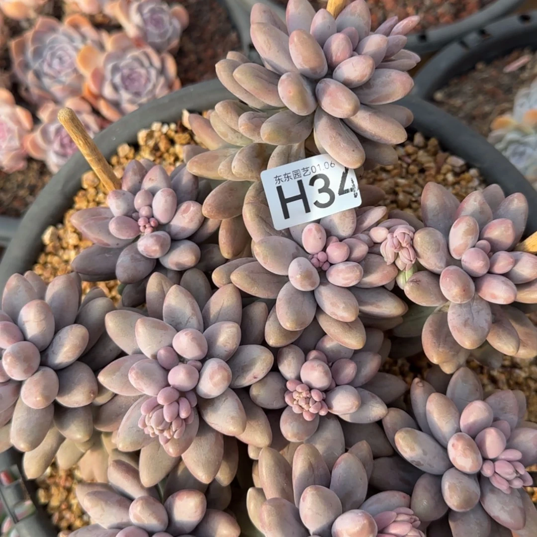 【闪购商品】H34汤圆