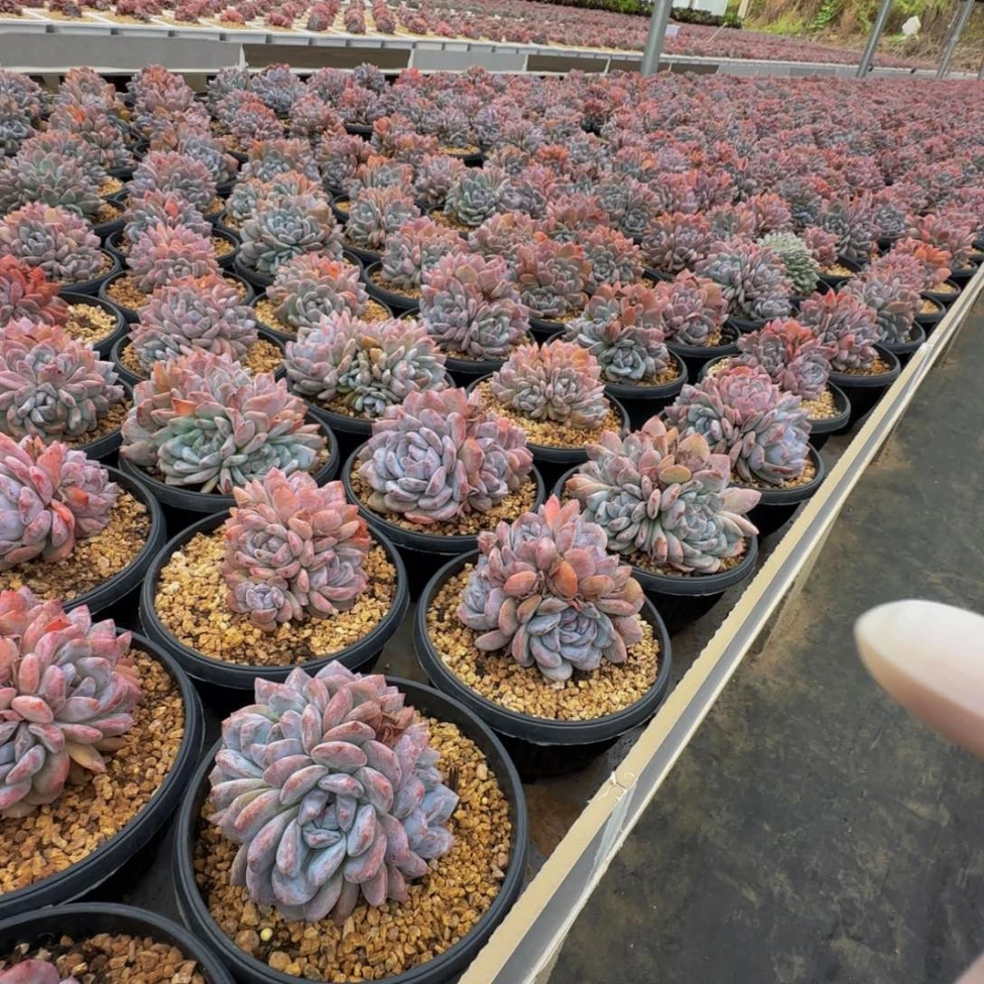 星影无砍群生11111