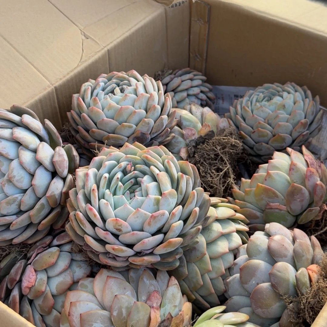 【闪购商品】巨大橙子