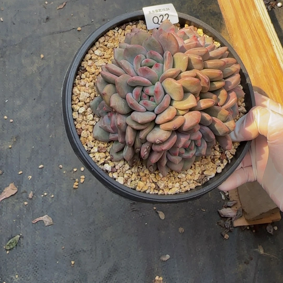 ℒ****q q q q q q q q q 22