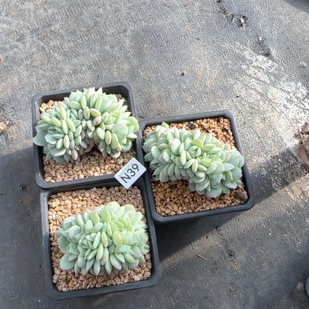 【闪购商品】奇**险n 39