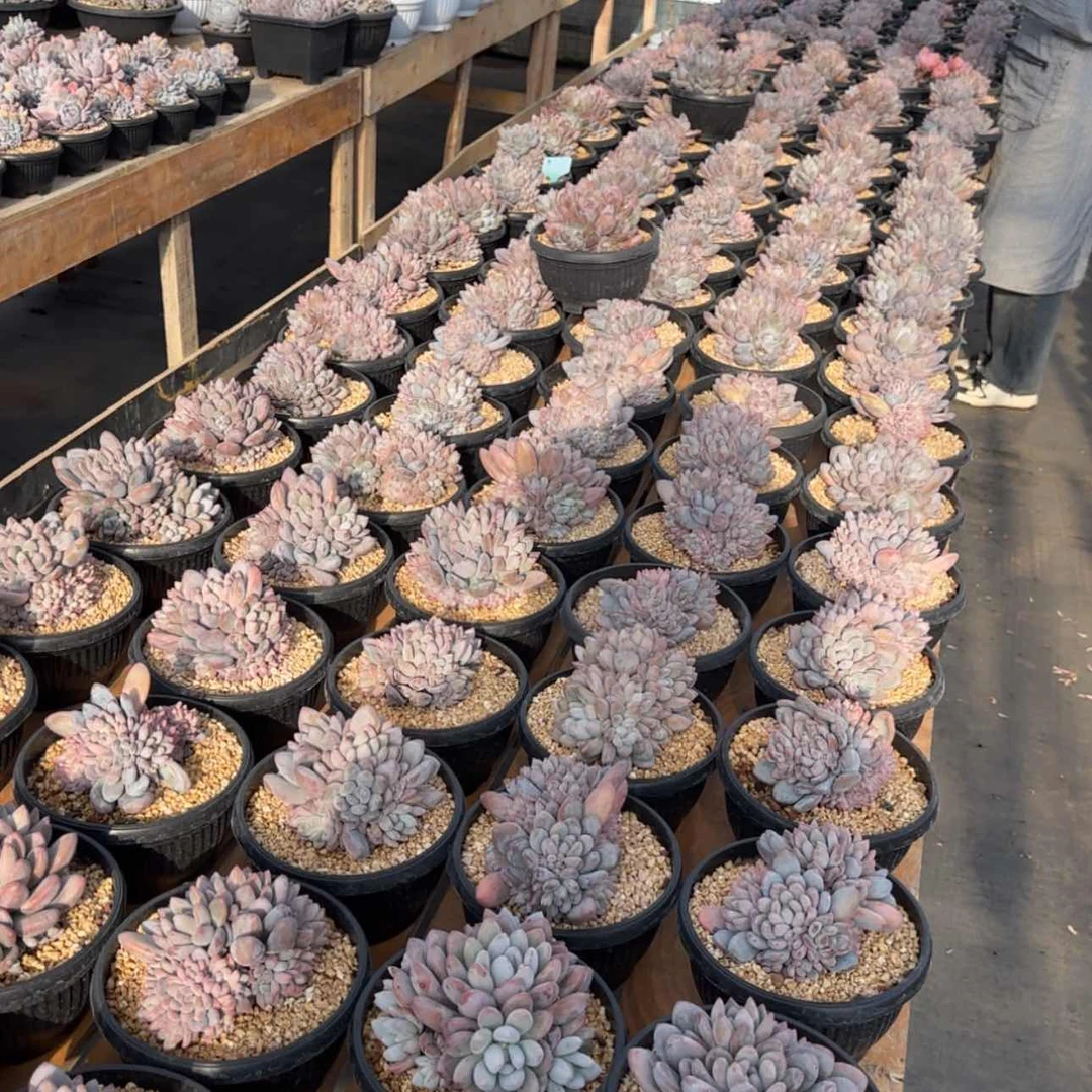 【闪购商品】香水巨多头