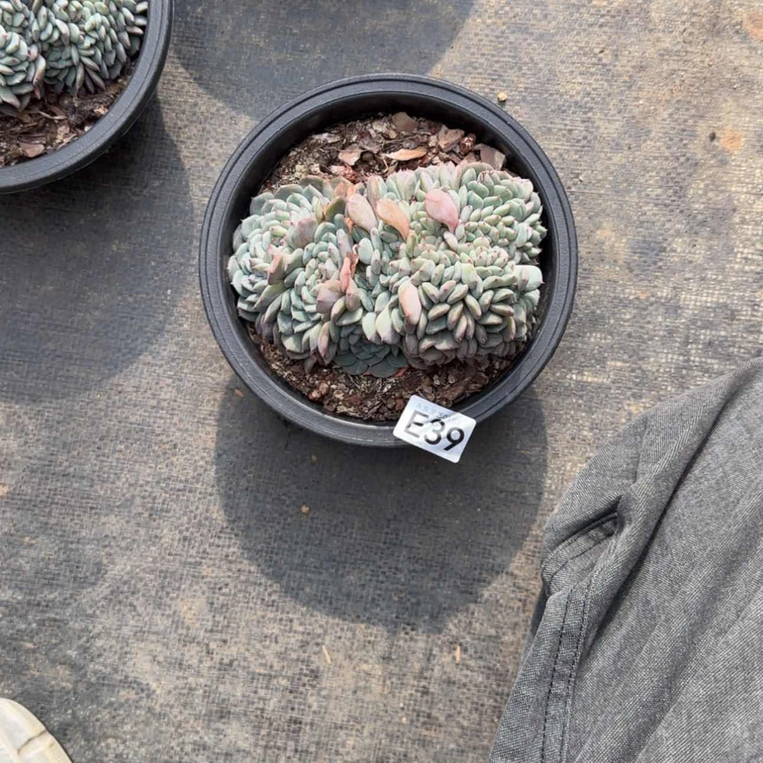 【闪购商品】淡****5e 39