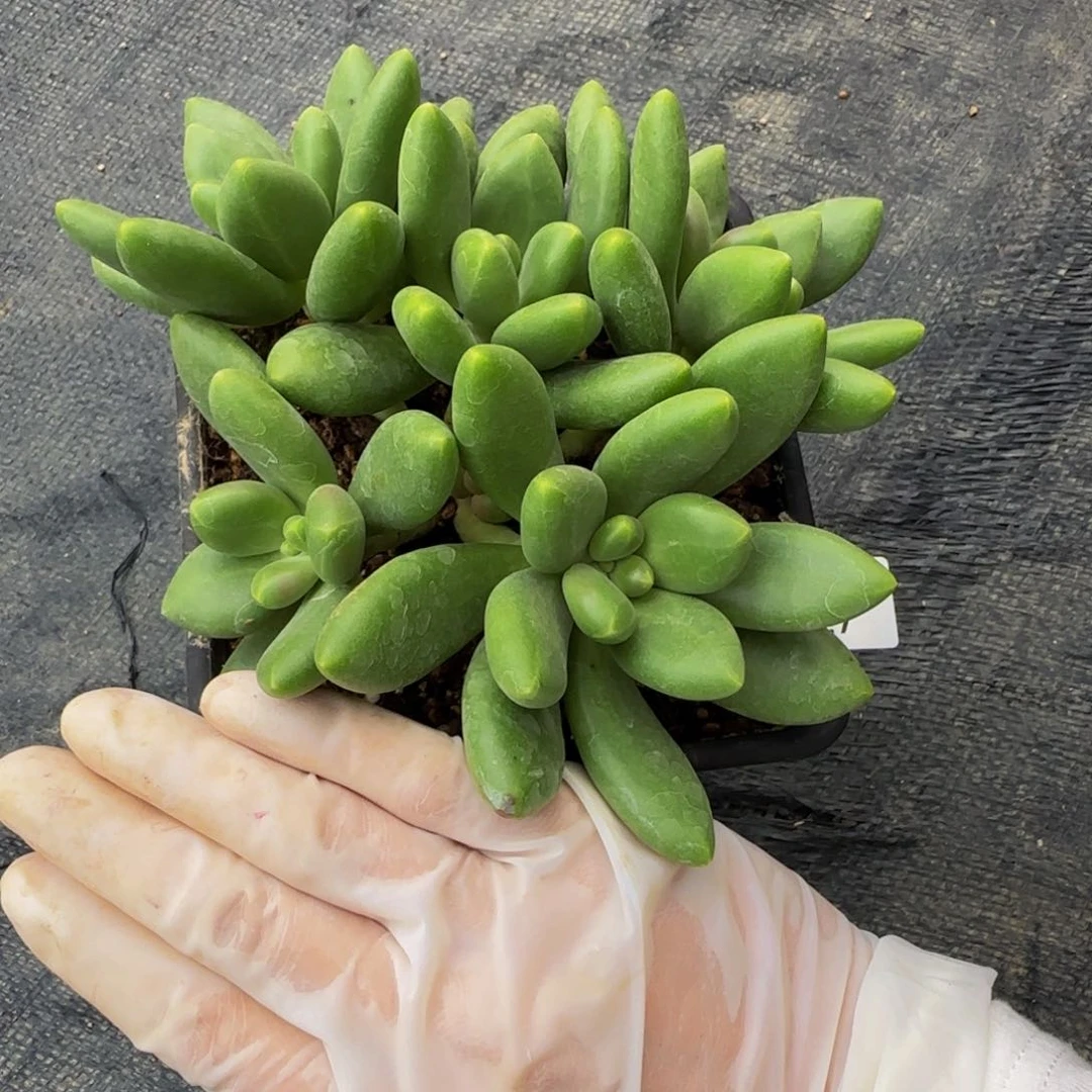 可**贝k k k k k k k k 27