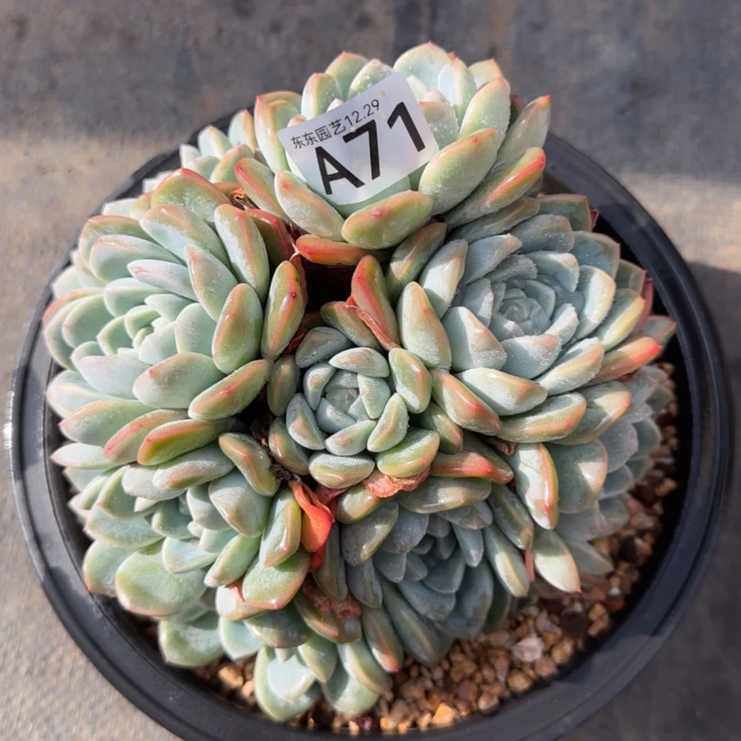 【闪购商品】3***1A71