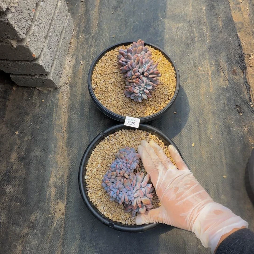 迷*h h h h h h h h 29