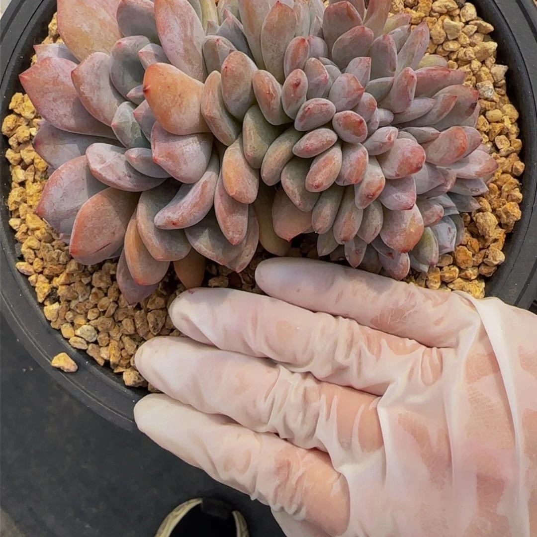 p p p p p p p p 14