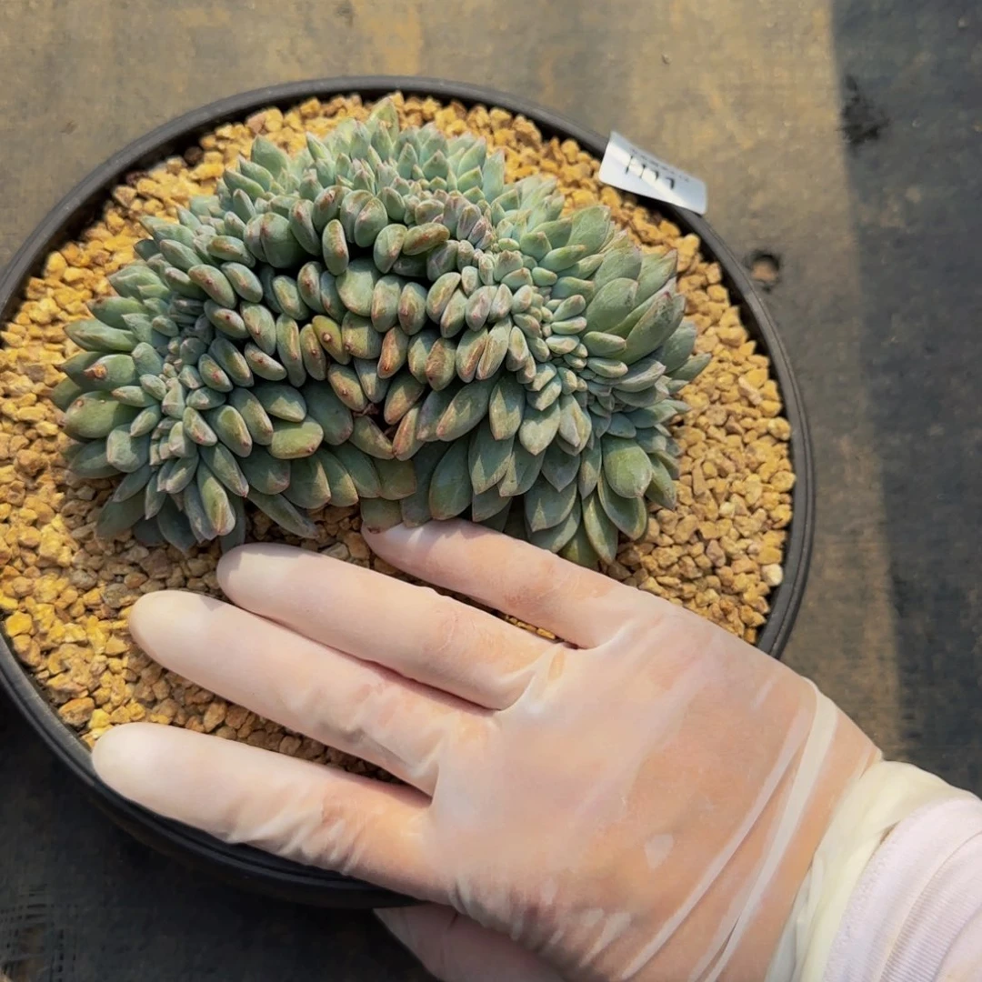 h h h h h h h h 11