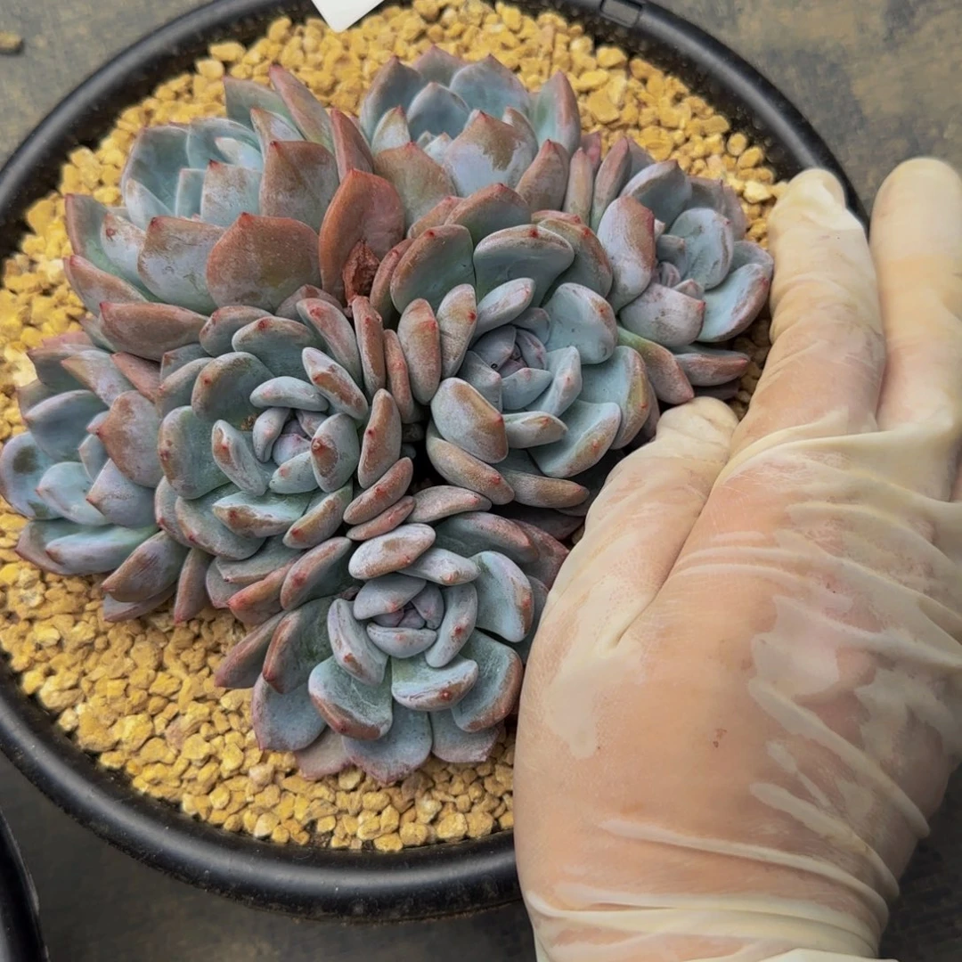 般*r r r r r r r 69