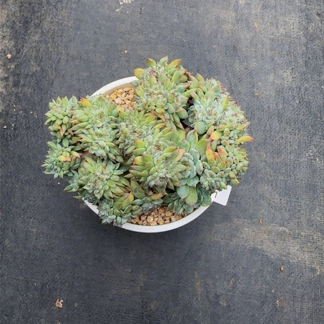 琳***铛j j j j j j j j j 11