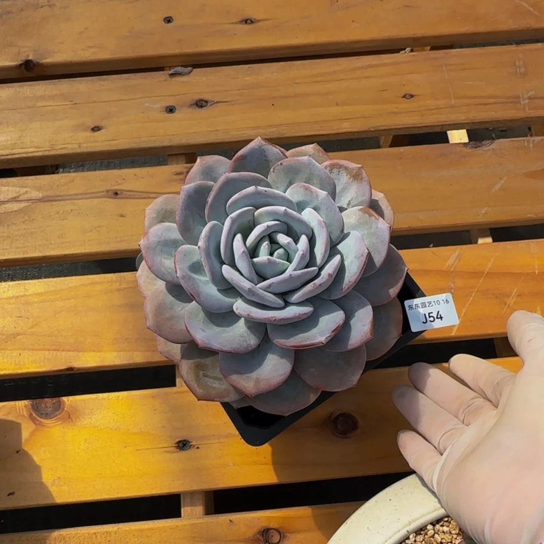 娟**?j j j j j j j j j j 54