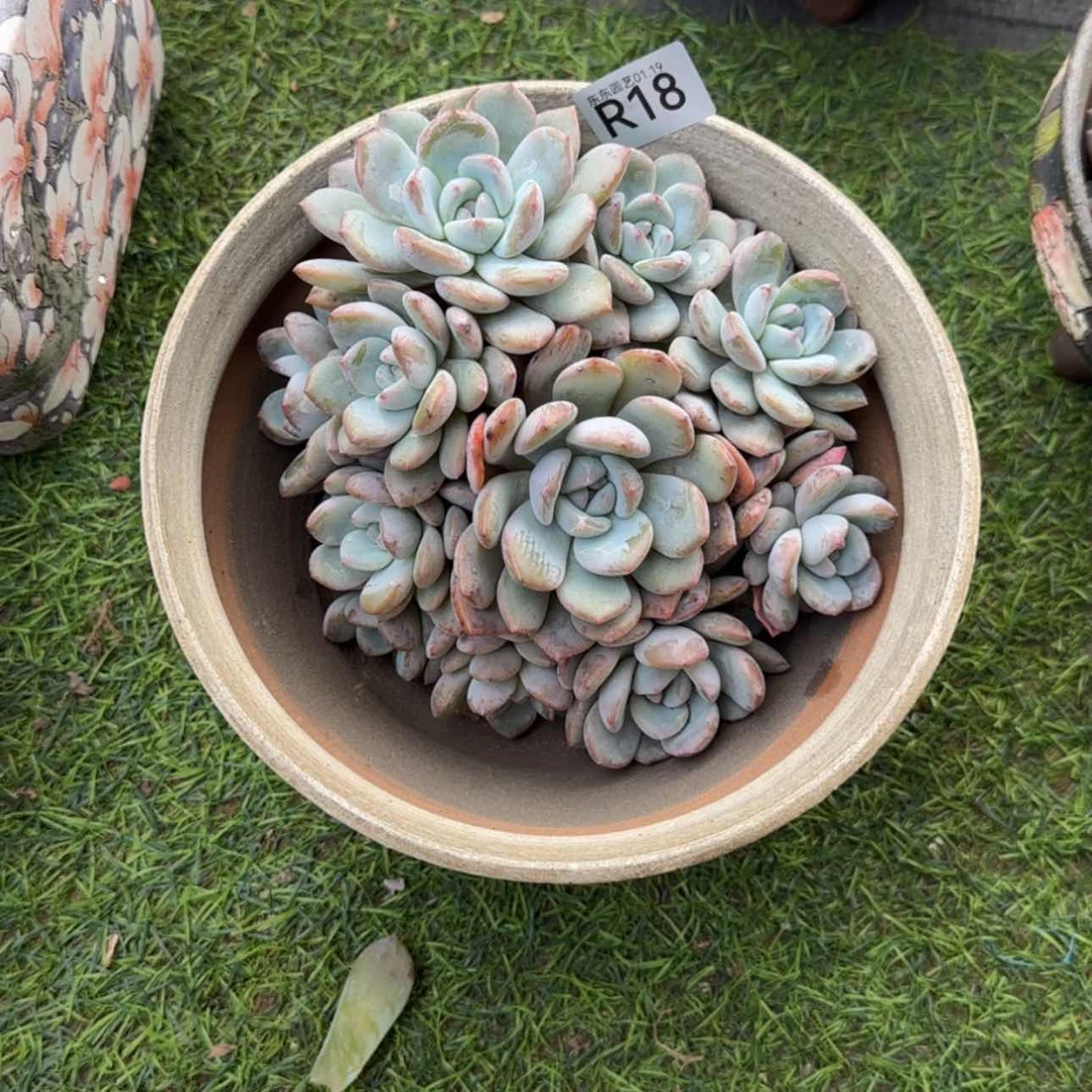 【闪购商品】威***?r 18
