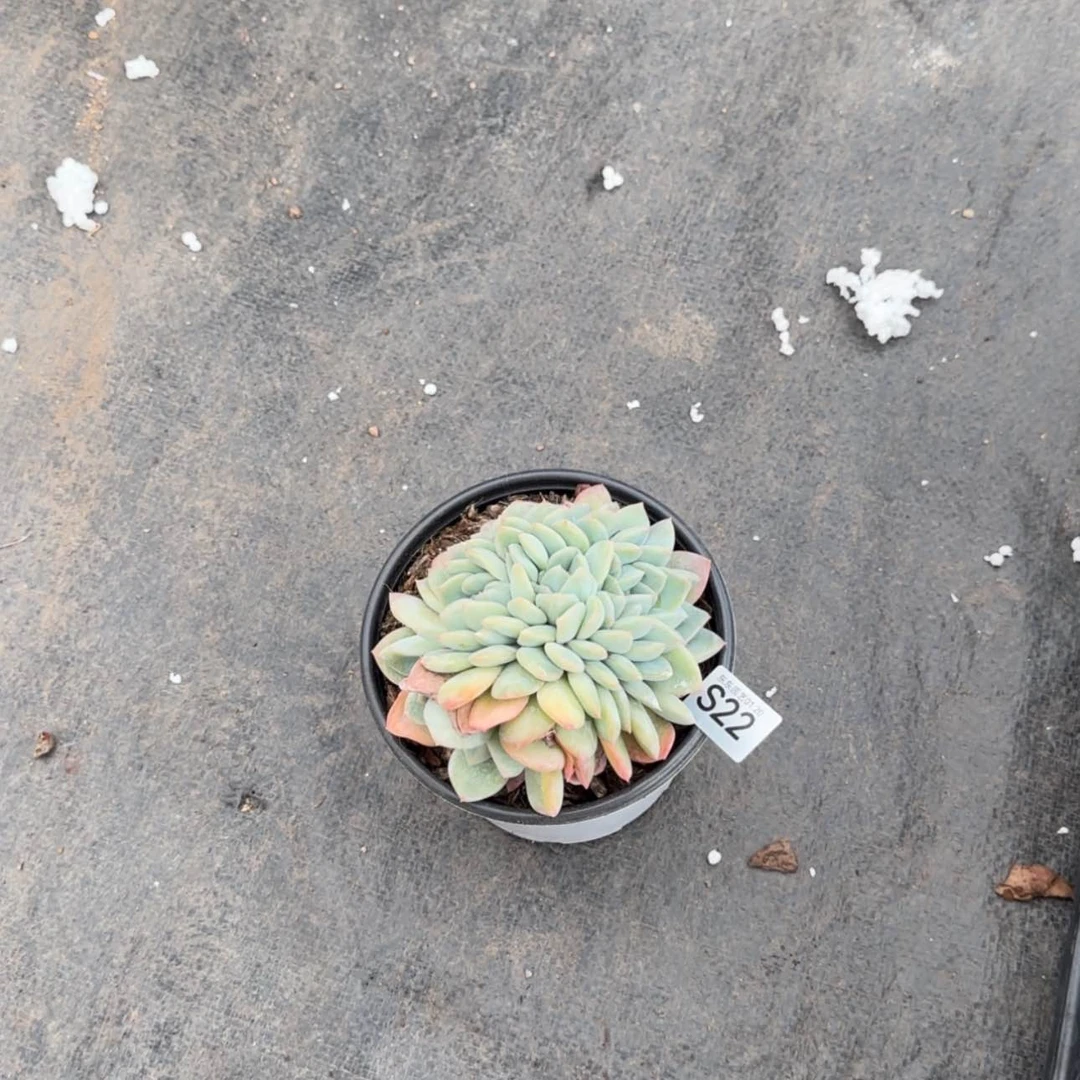 【闪购商品】南*s 22