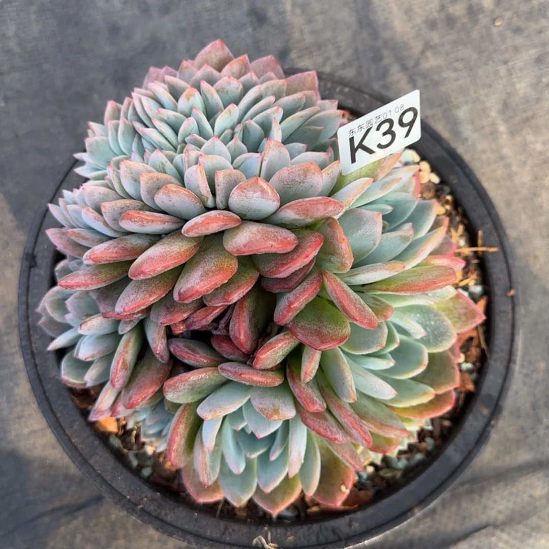 【闪购商品】薇*K39
