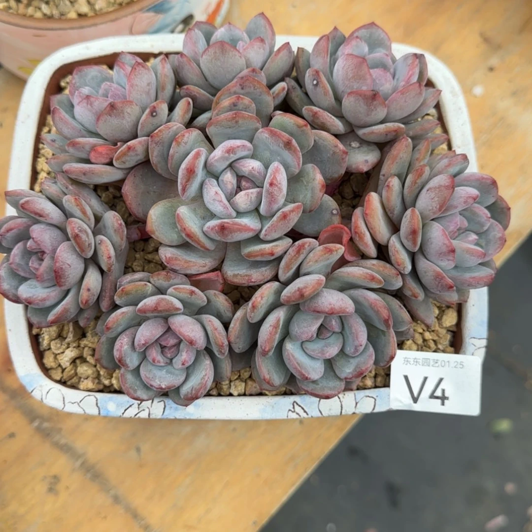 【闪购商品】麦*兜v 4