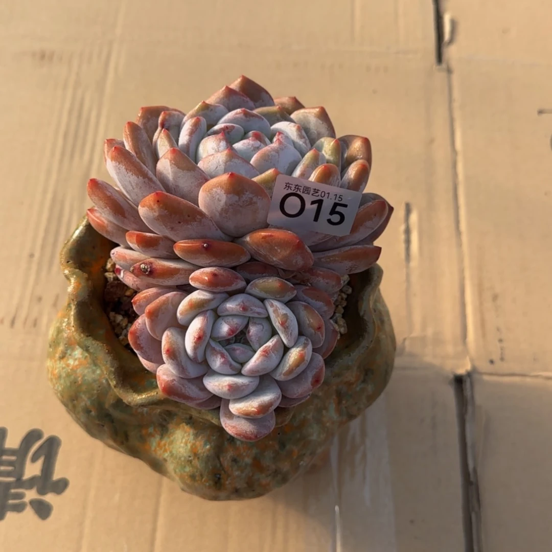 【闪购商品】o 15星影